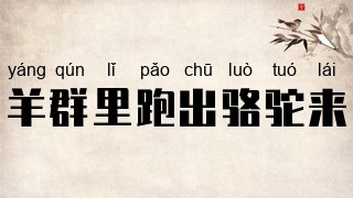 羊群里跑出骆驼来