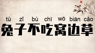 兔子不吃窝边草