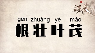 根壮叶茂