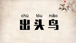 出头鸟