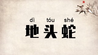 地头蛇