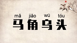 马角乌头